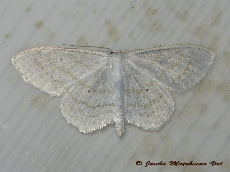 Scopula (Ustocidalia) subpunctaria - Geometridae